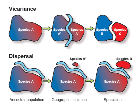 Biogeographic controls on speciation