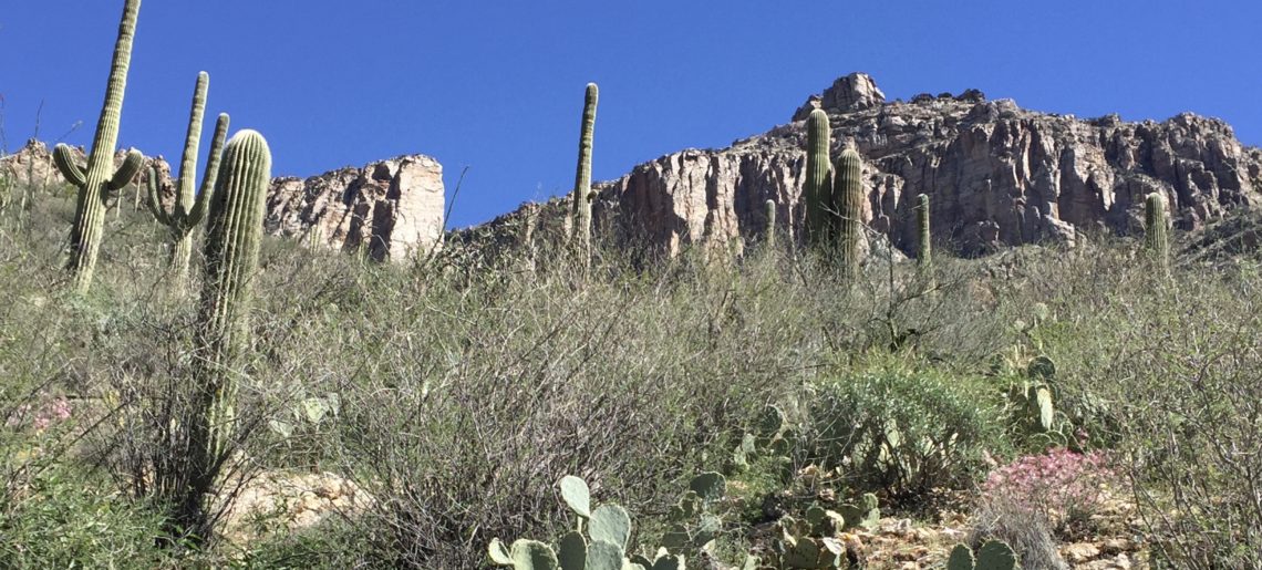 Reflections on the International Biogeography Society Meeting in Tucson: Celebrating diversity and deep time