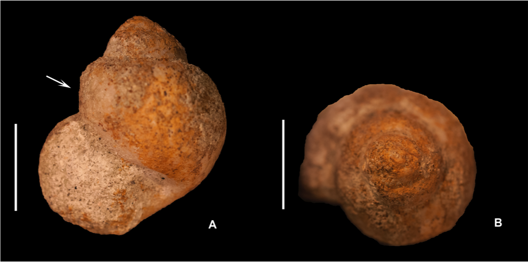 Ranjeev’s research on speciation in Tanzanian gastropods is published!